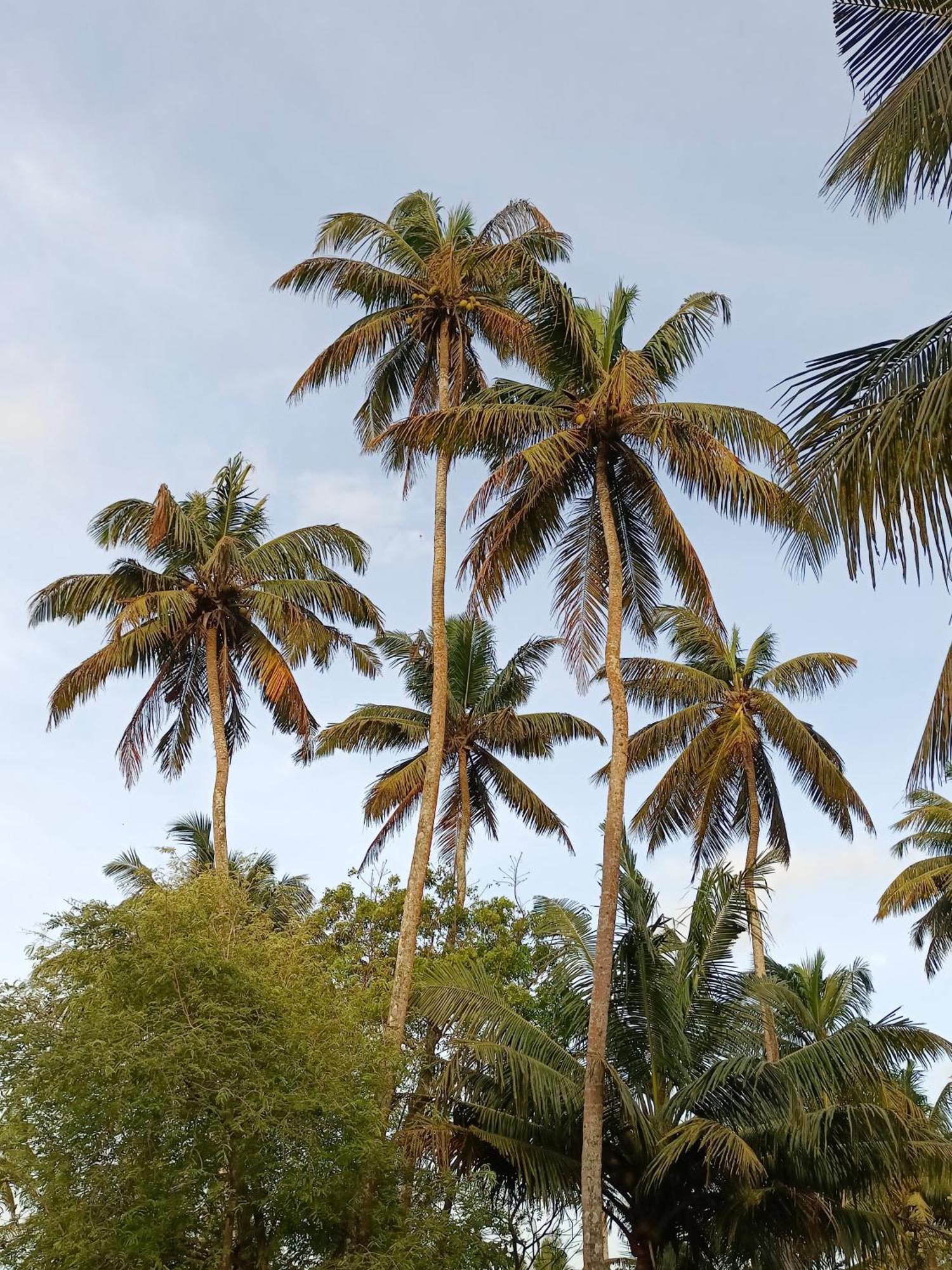 Hotel Weligama Ocean Breeze Exterior foto